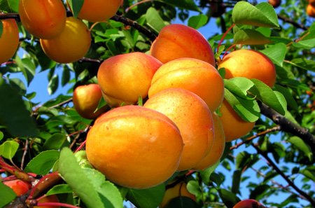 Интересные и полезные факты про абрикосы
