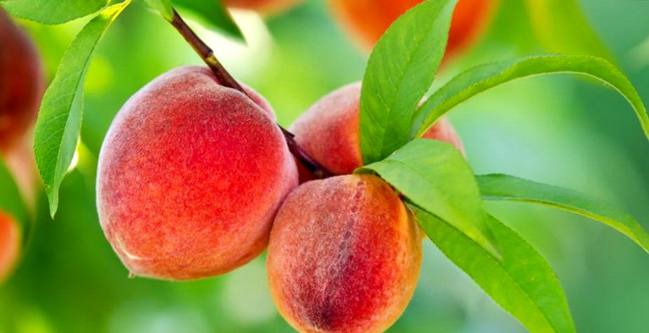 В чем основной вред персиков и существуют ли противопоказания