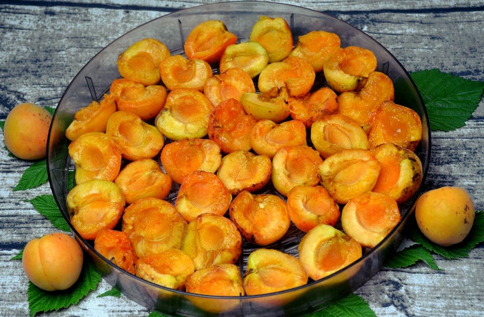 apricot drying